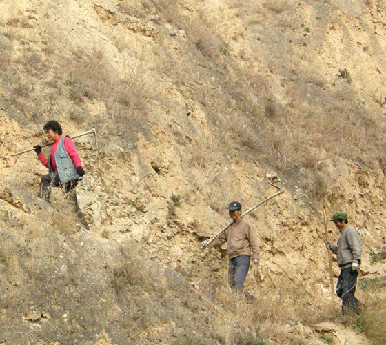 雖沒(méi)有十里桃林，漫山遍野的灼灼芳華。但我們有萬(wàn)畝國(guó)家級(jí)標(biāo)準(zhǔn)化油橄欖種植示范基地，漫山遍野，香氣撲鼻。畝是中國(guó)市制土地面積單位，一畝等于六十平..