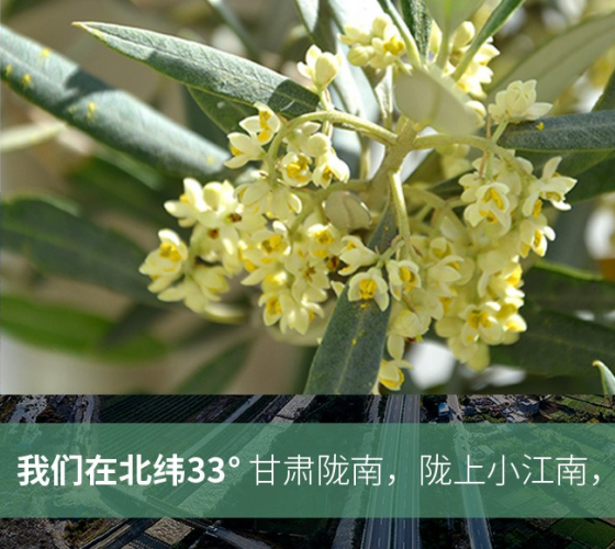 武都的氣候、土壤等與地中海沿岸極其相似，同處于世界頂級(jí)油橄欖黃金生產(chǎn)帶（32°58--33°36）年平均氣溫為14.7°，年日照時(shí)數(shù)1911..